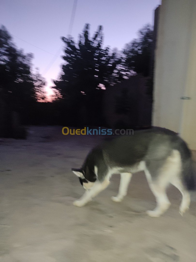 Husky sibérien 