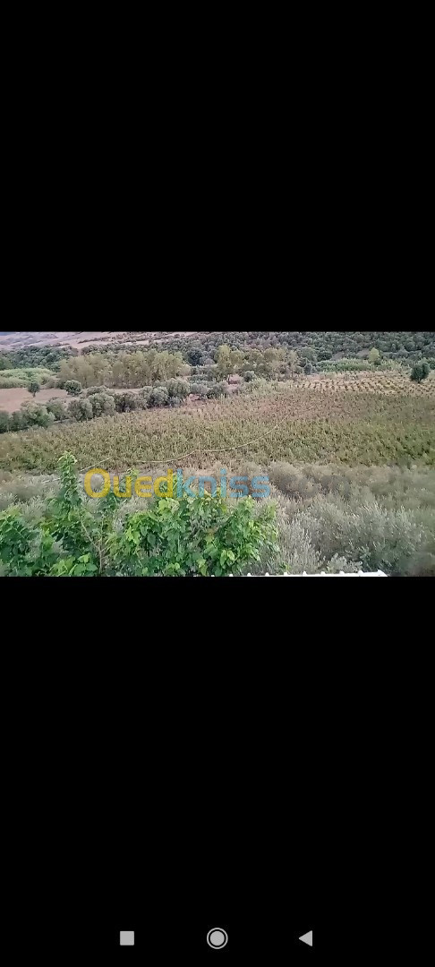 Vente Terrain Agricole Tizi ouzou Ait yahia