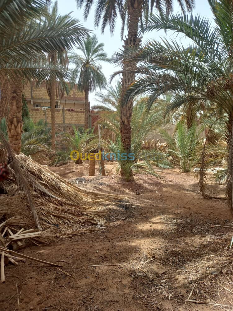 Vente Terrain Ouargla Ouargla