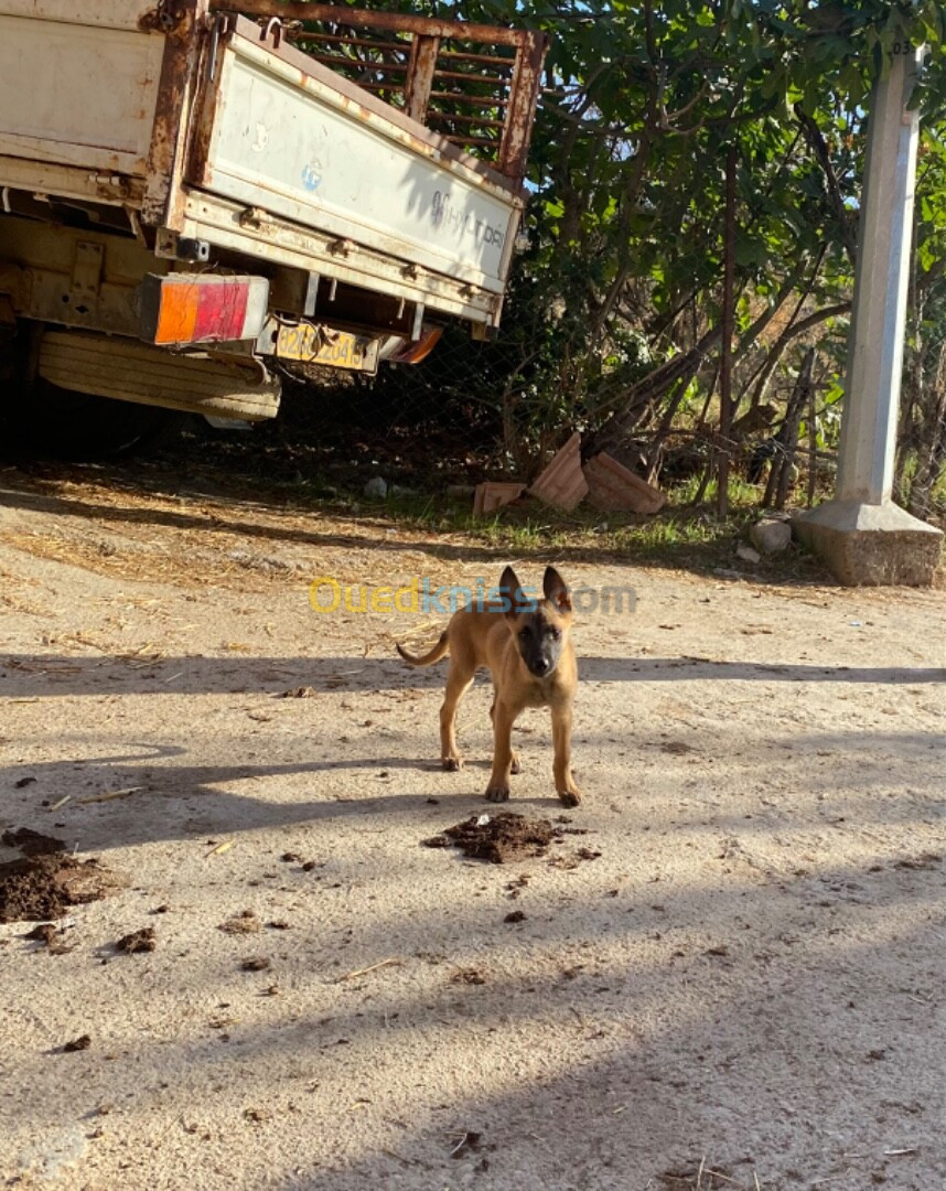 Chien malinois