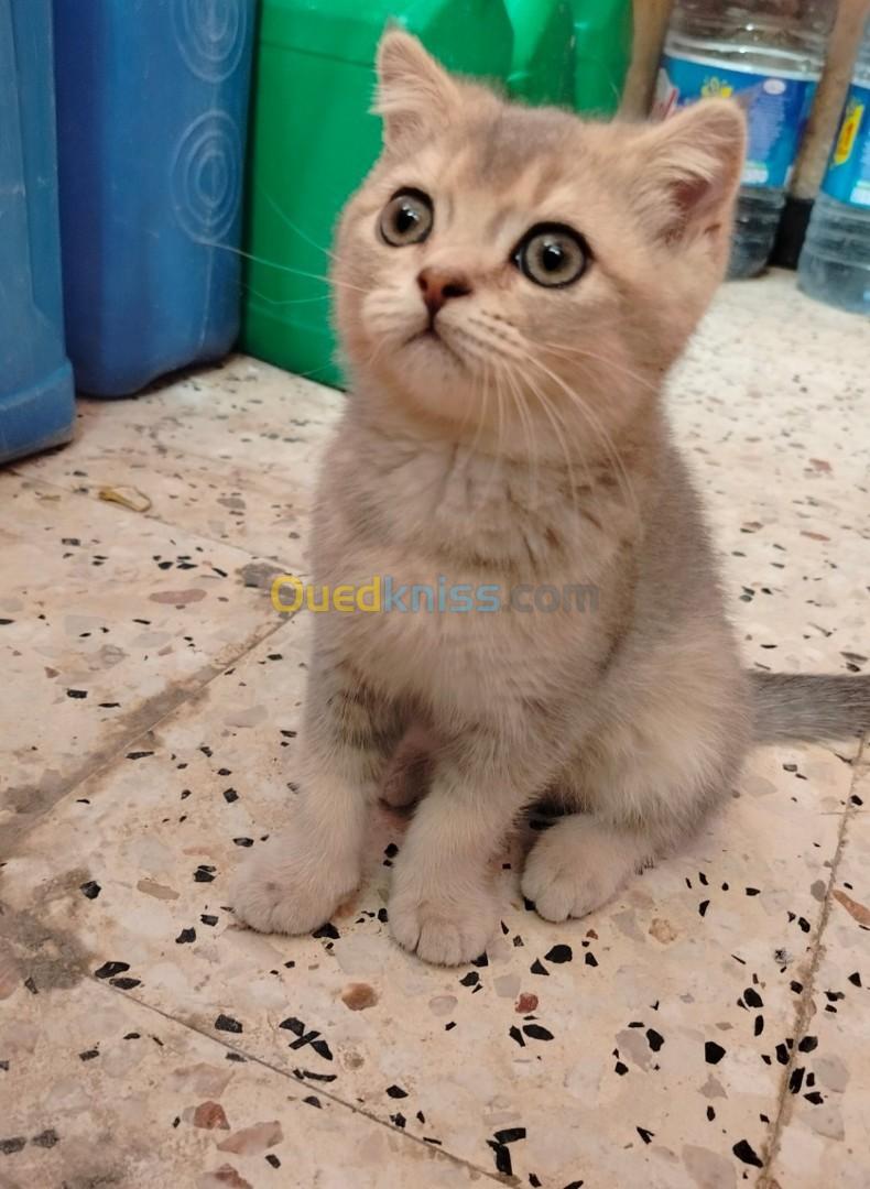 Femelle british shorthair blue golden 2 mois et demi 