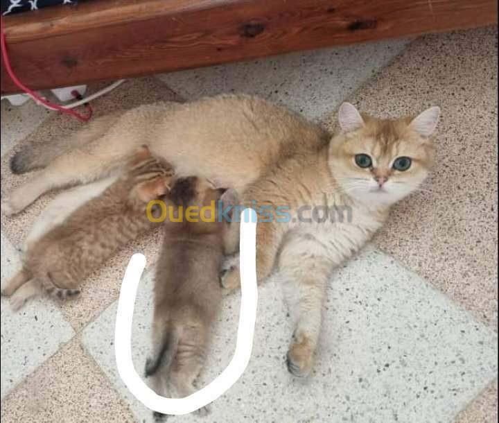 Femelle british shorthair blue golden 2 mois et demi 