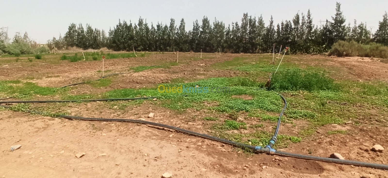 Vente Terrain Agricole Djelfa Ain oussara