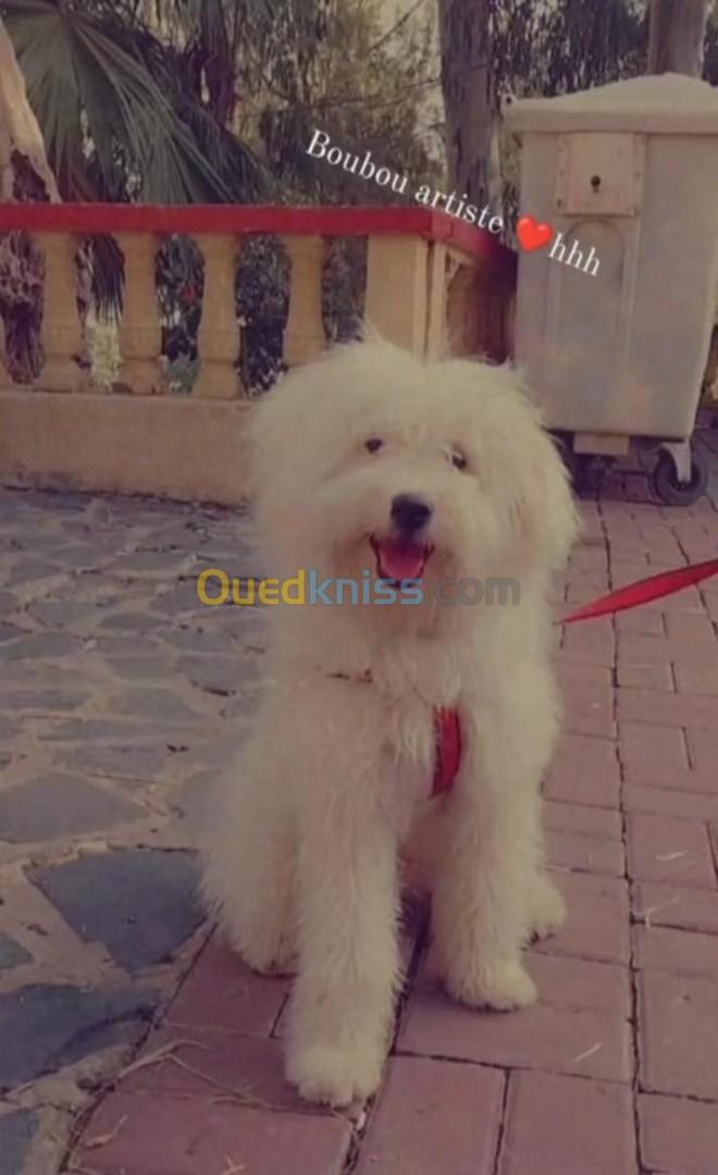 Caniche bichon age 1moi 1 Mal 1 fimaal