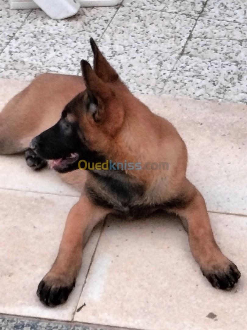 Des chiots malinois 