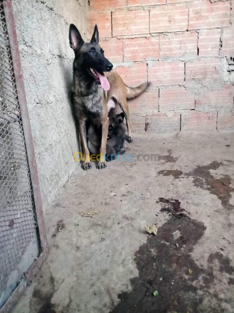 Chiot malinois top