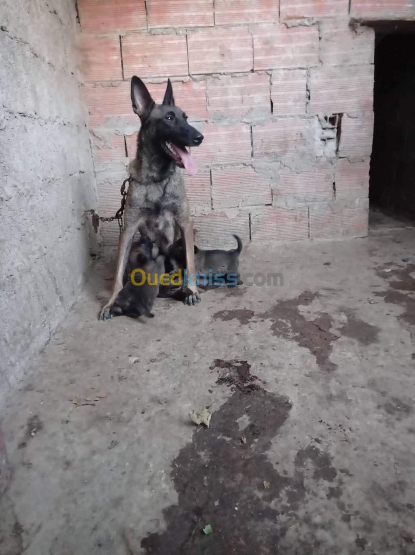 Chiot malinois top