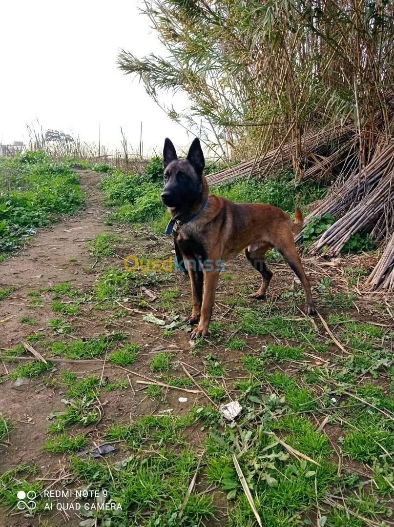 Chiot malinois top