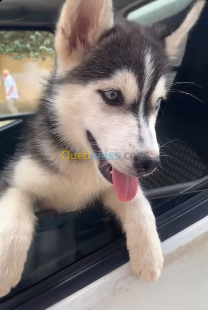  Femelle Husky pure race