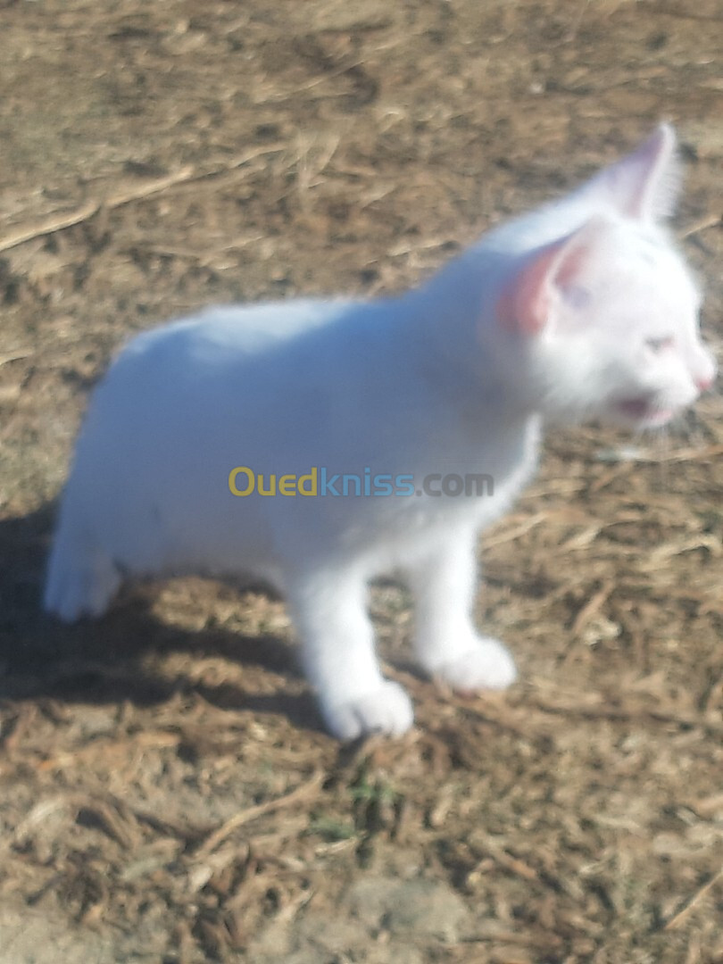 Chat angora Turk femelle 2 mois avec accessoires 