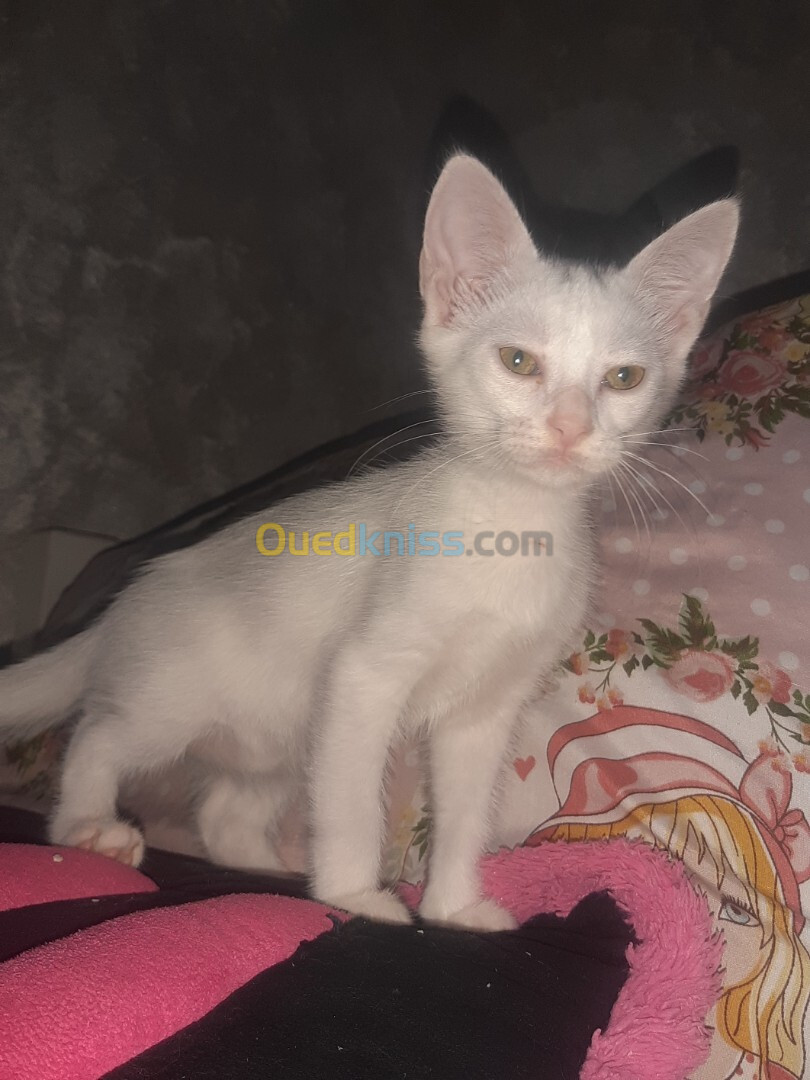 Chat angora Turk blanche femelle de 2 mois