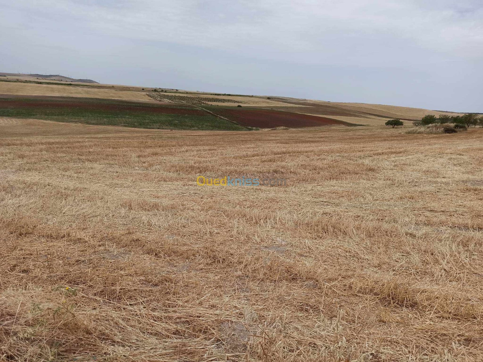 Vente Terrain Agricole Sidi Bel Abbès Ain kada