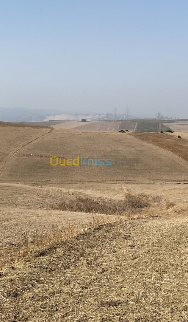 Vente Terrain Boumerdès Boumerdes