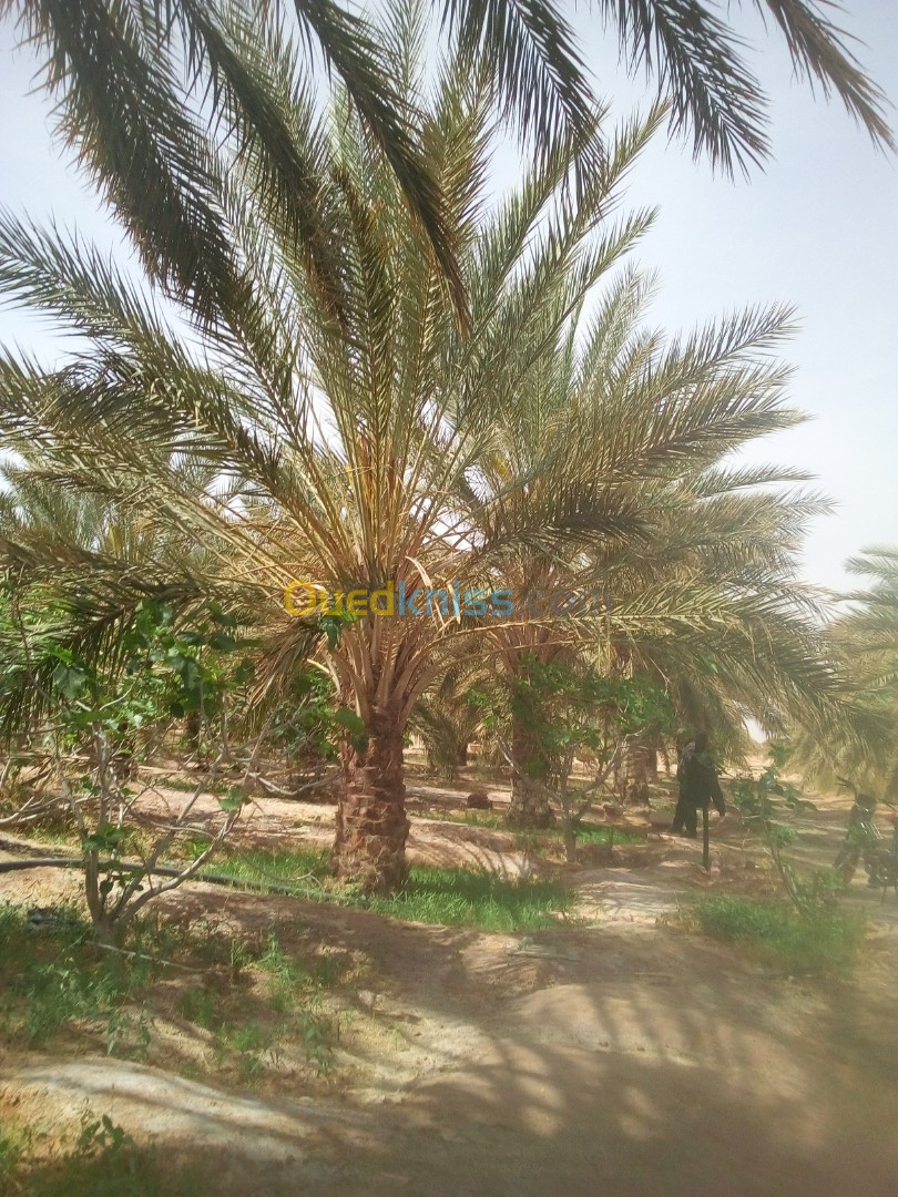 Vente Terrain Agricole Biskra Lioua