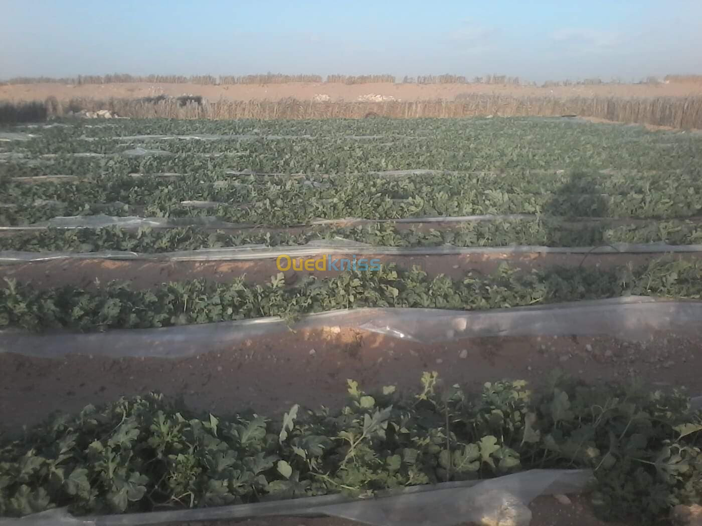 Vente Terrain Agricole Biskra Lioua