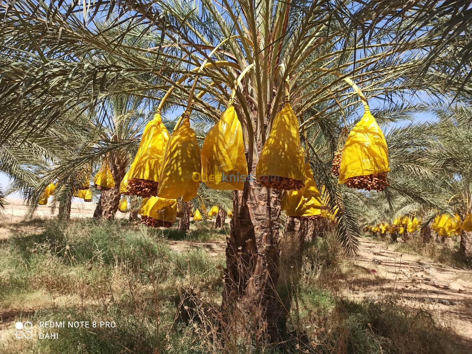 Vente Terrain Biskra Doucen