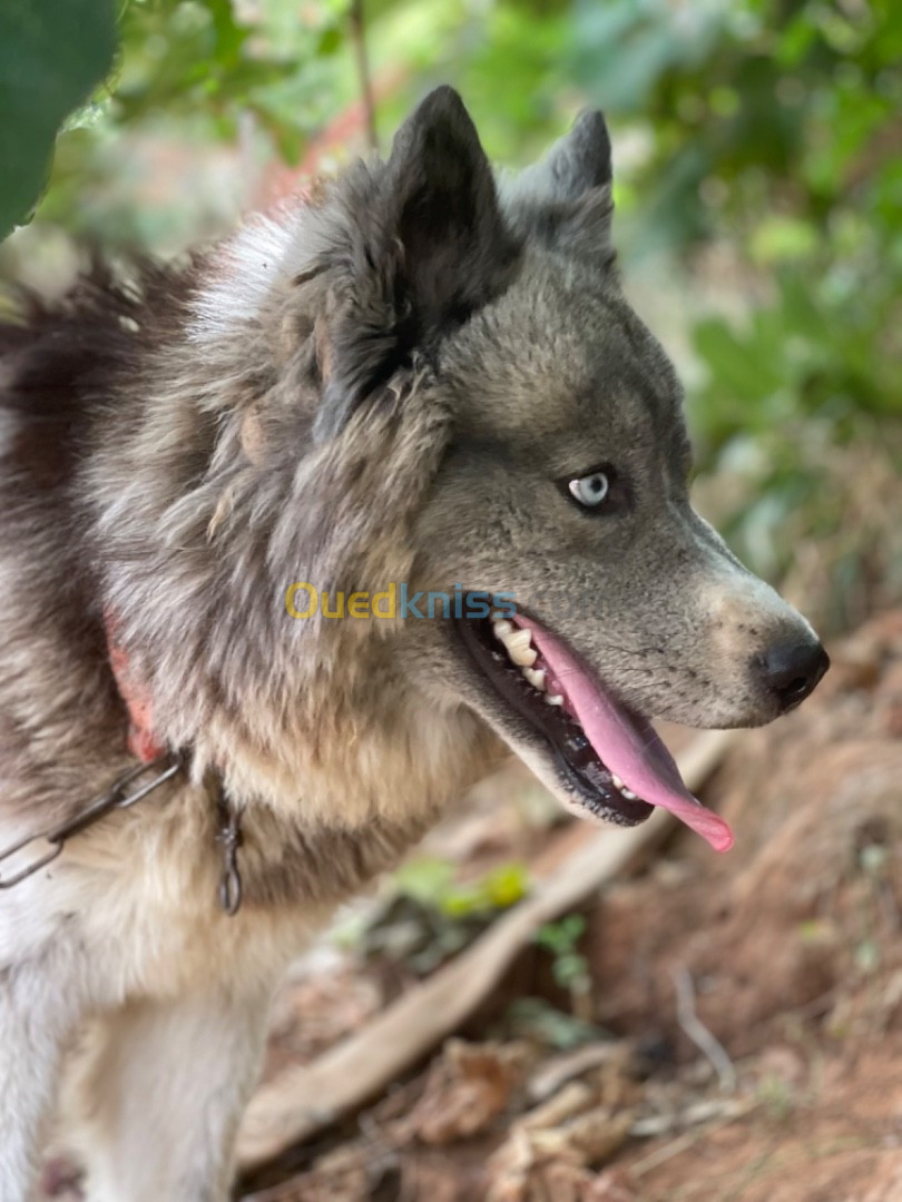 Husky Agouti 