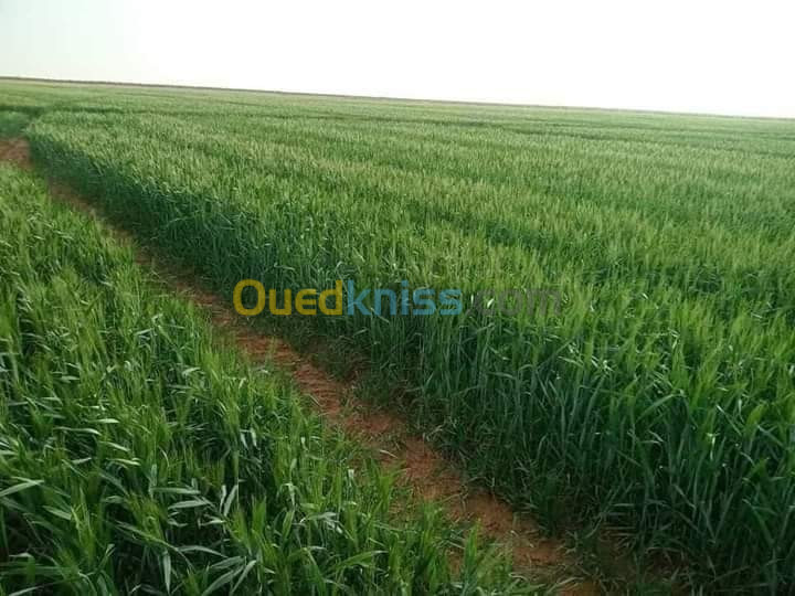 Vente Terrain Agricole Bordj Bou Arreridj Bordj bou arreridj