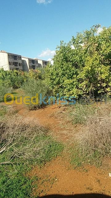 Vente Terrain Alger Birkhadem