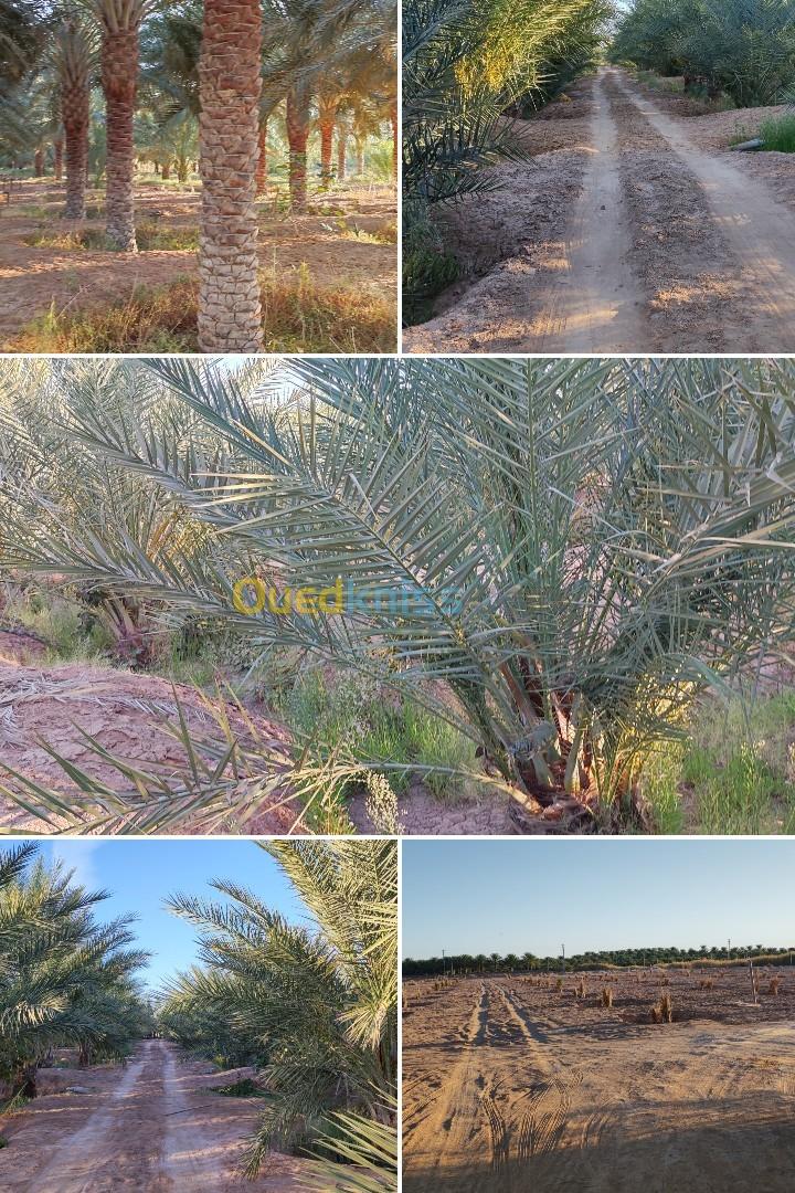 Vente Terrain Agricole Biskra Tolga