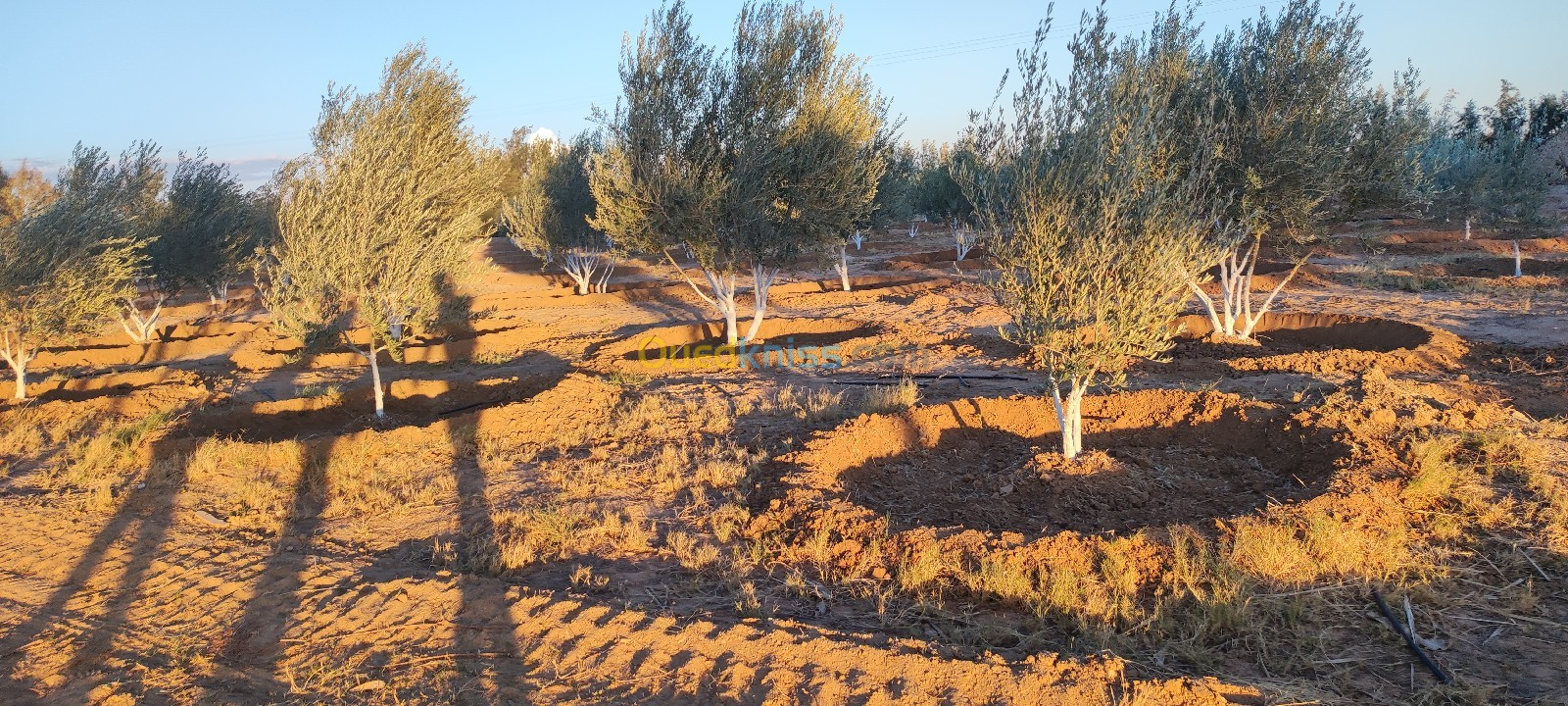 Vente Terrain Agricole Biskra El outaya