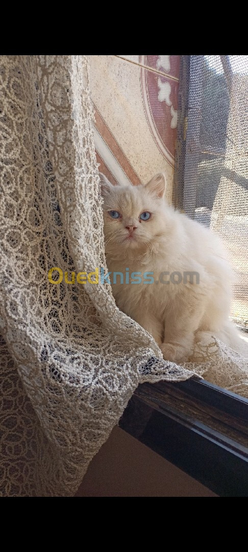 Chat female persan age 4 mois 