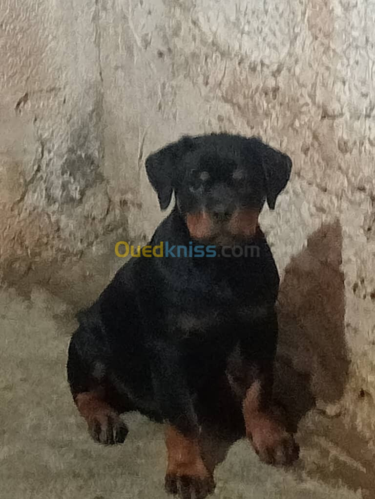 Les chiot rottweiler age 3 moi 