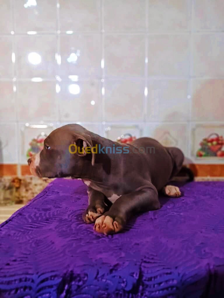 A vendre chiot américain bully xl