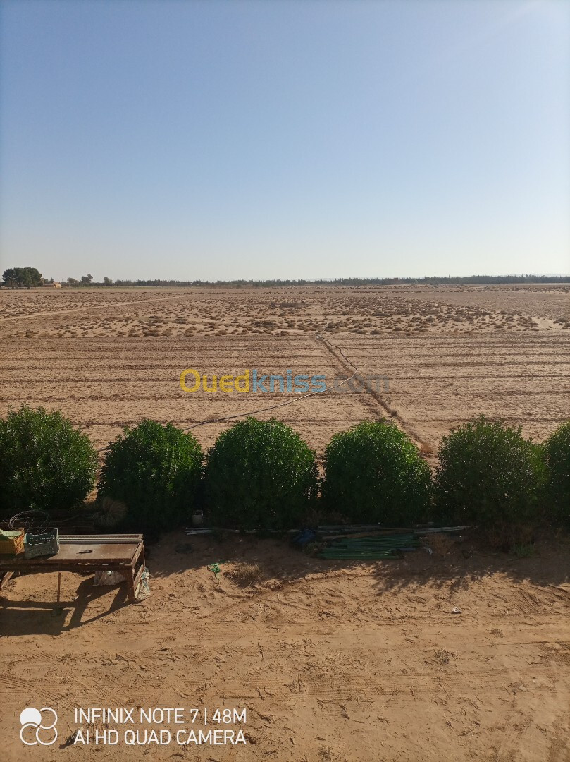 Vente Terrain Agricole Djelfa Zaafrane