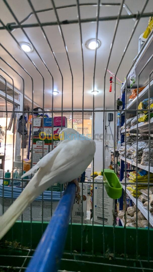 Canari albino 