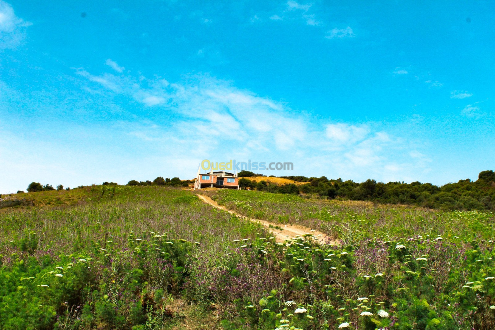 Vente Terrain Boumerdès Zemmouri