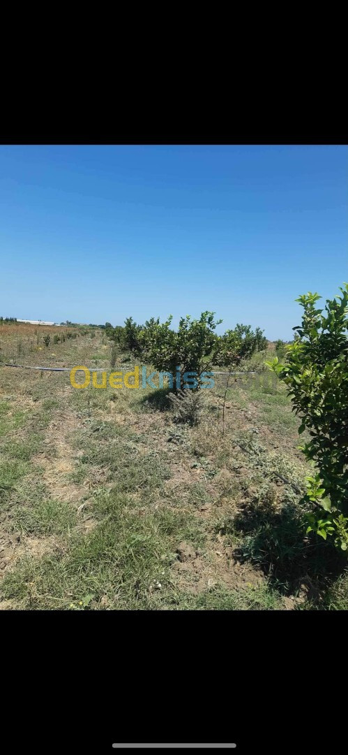 Location Terrain Agricole Annaba Annaba