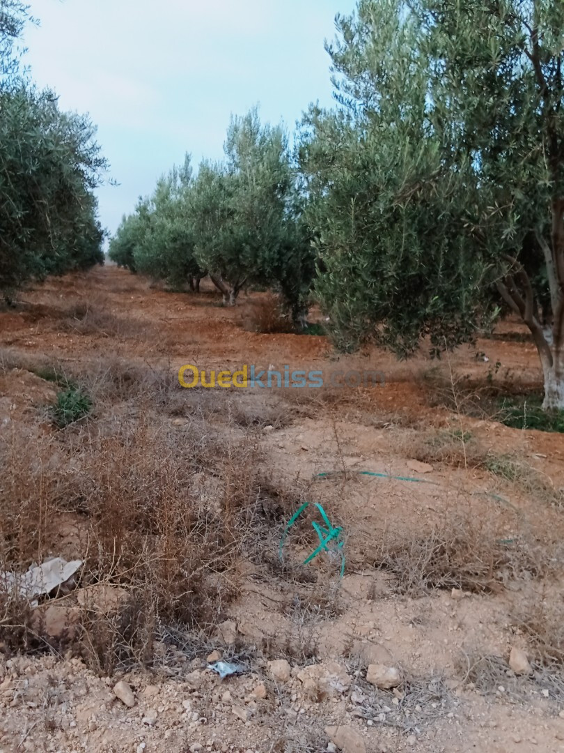 Vente Terrain Sidi Bel Abbès Sidi bel abbes