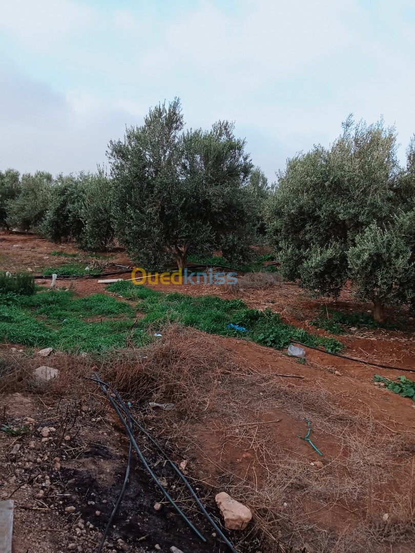 Vente Terrain Sidi Bel Abbès Sidi bel abbes