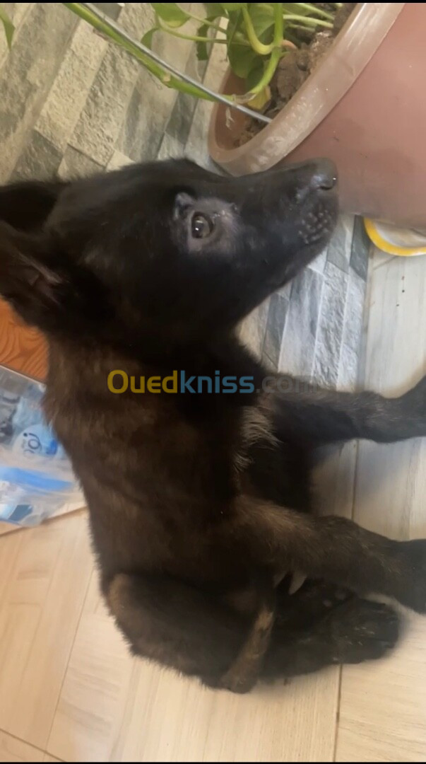 Chien malinois  2mois 15 jours 