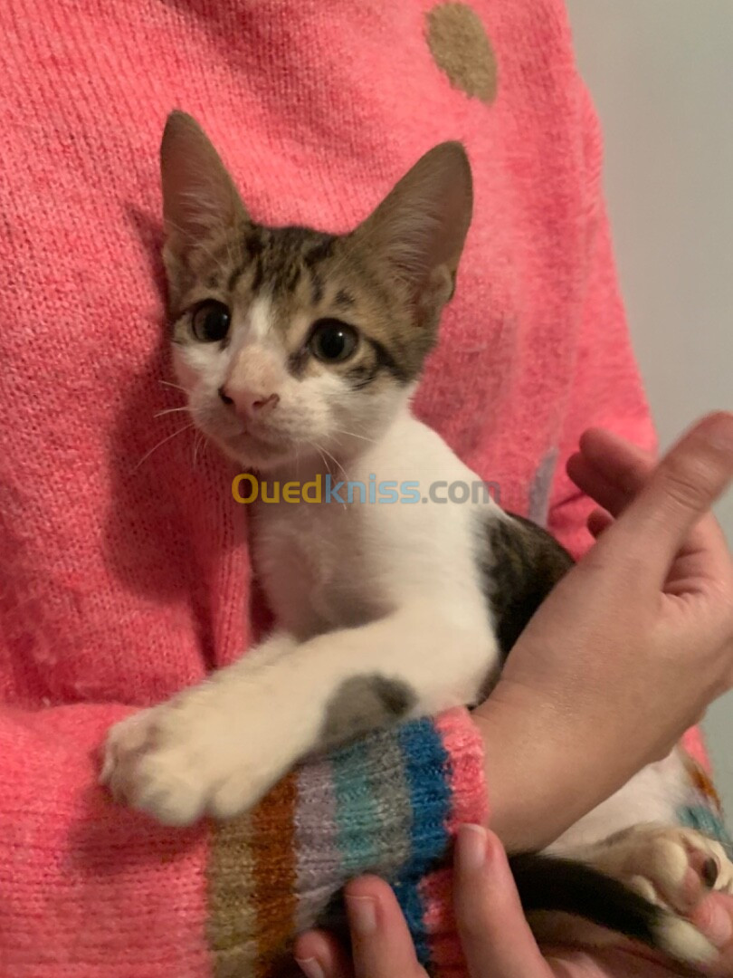 Chaton pour adoption âge 3 mois قطة للتبني 