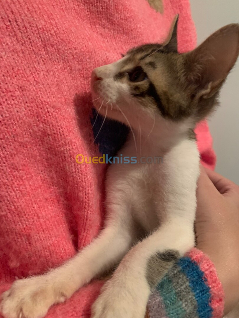 Chaton pour adoption âge 3 mois قطة للتبني 