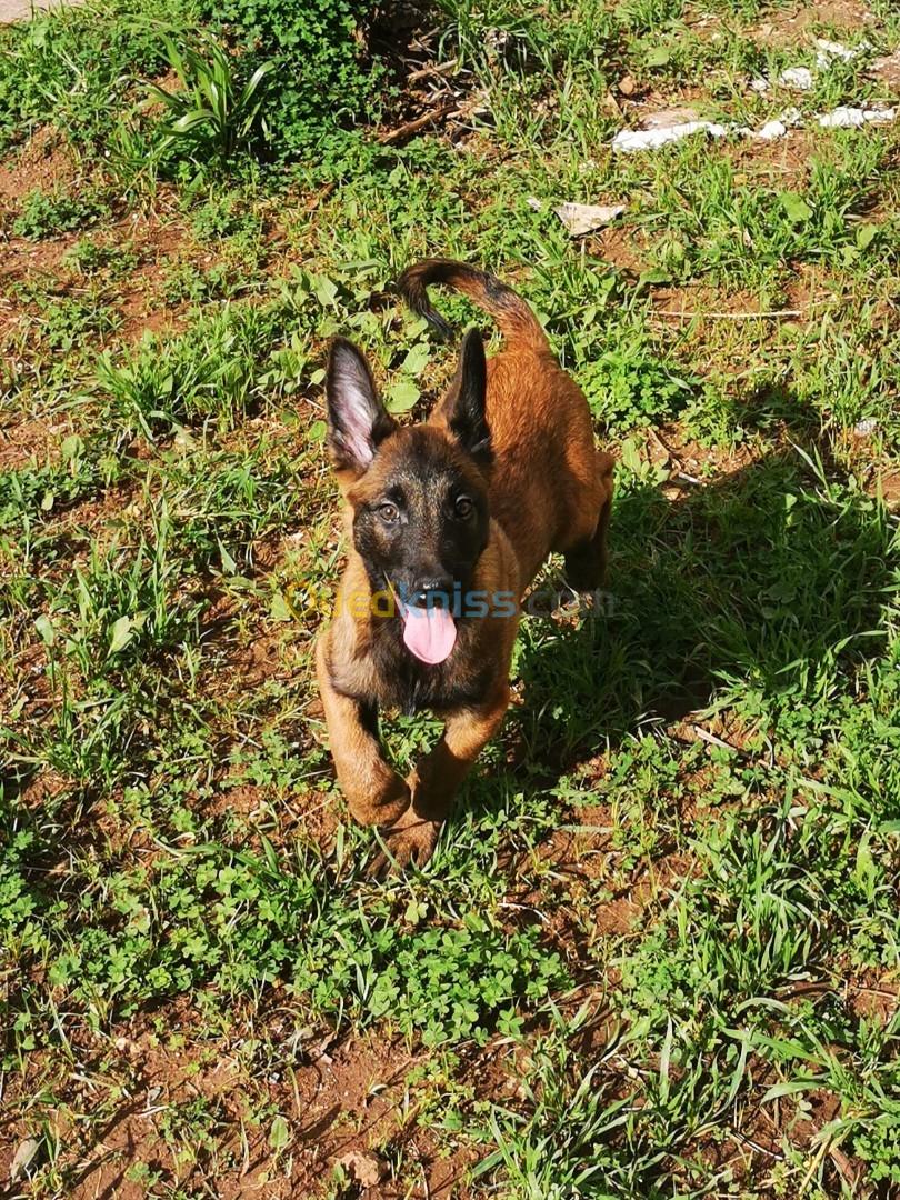 Des Chiots Malinois Masque Noire