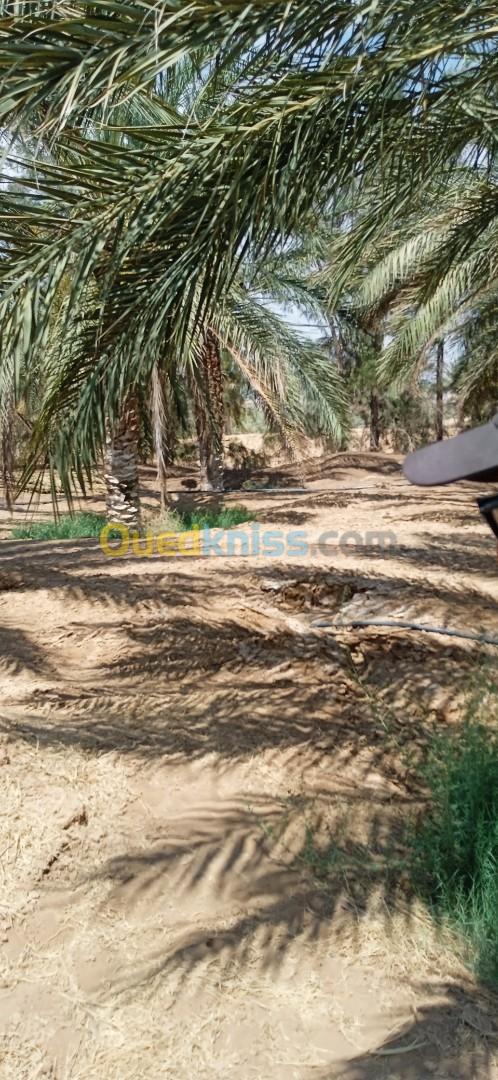 Vente Terrain Agricole Biskra Biskra