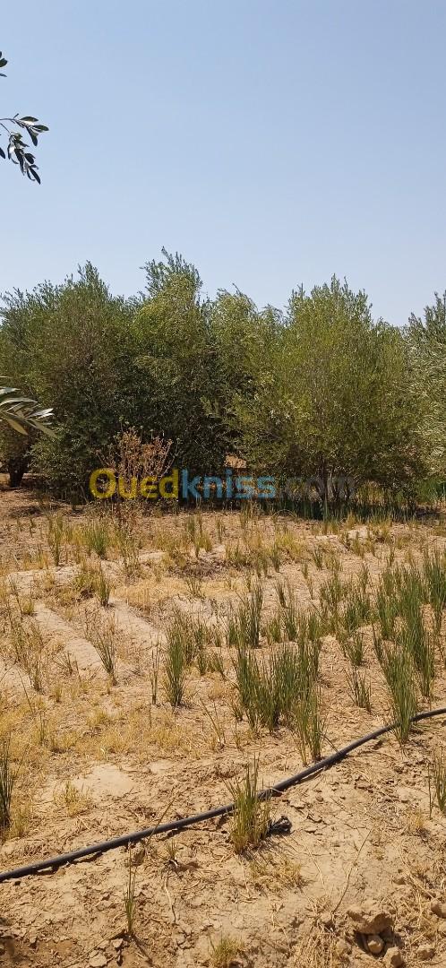 Vente Terrain Agricole Biskra Biskra