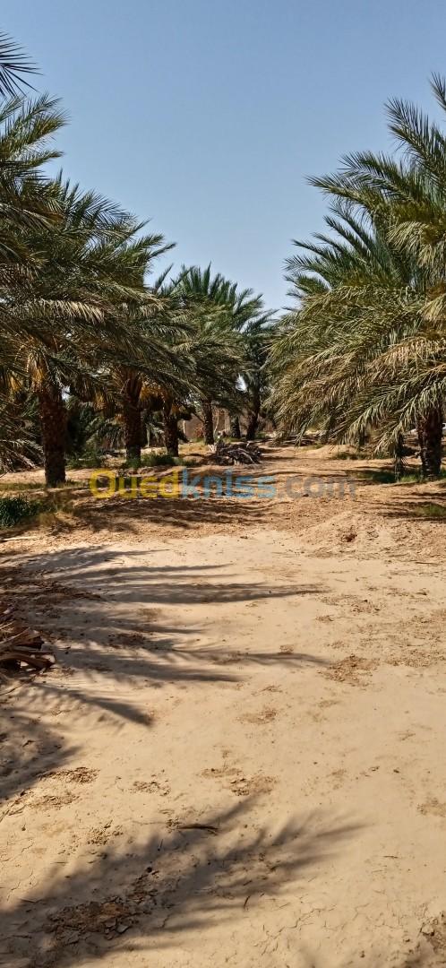 Vente Terrain Agricole Biskra Biskra