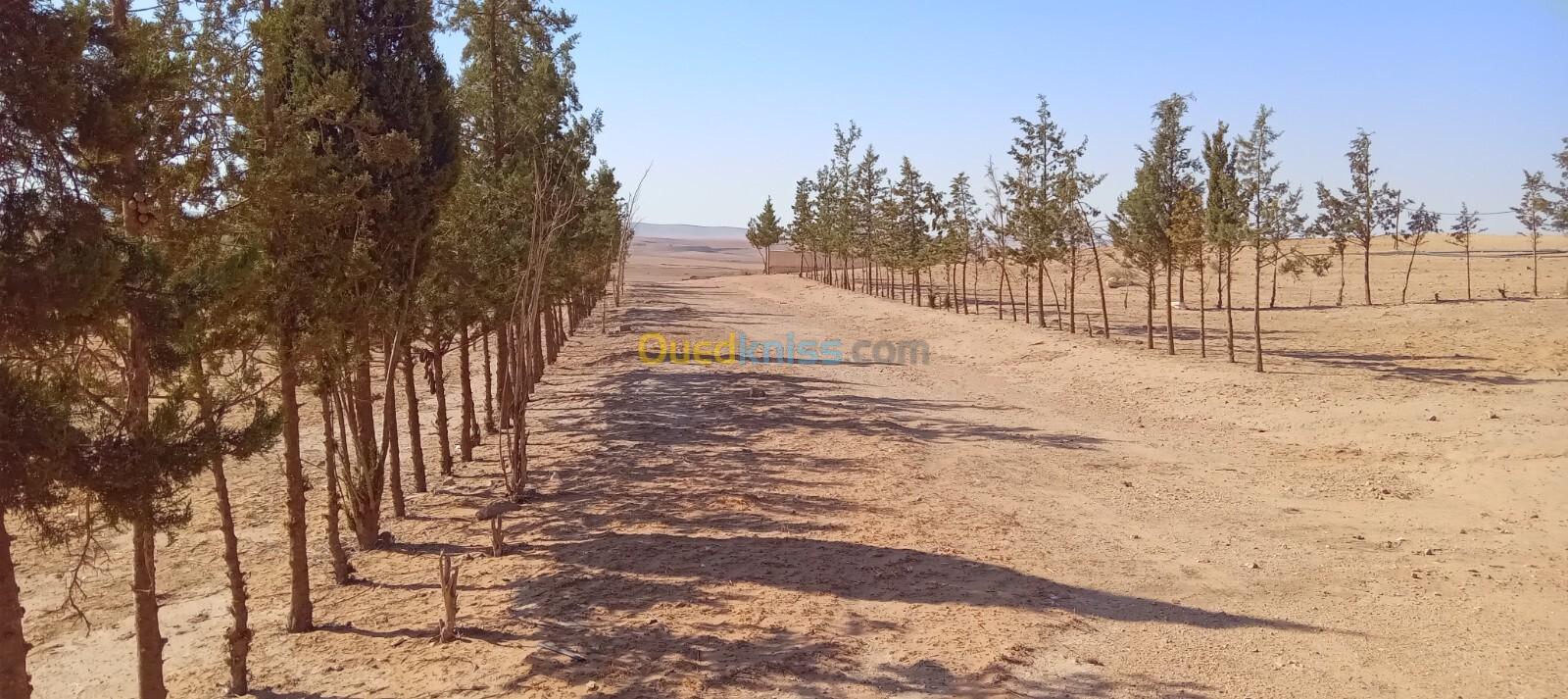 Vente Terrain Agricole Tiaret Djebilet rosfa