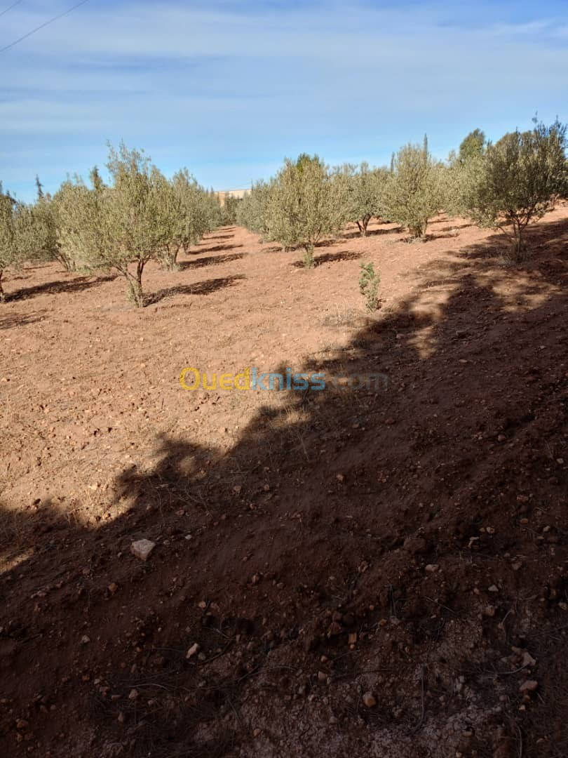 Vente Terrain Sidi Bel Abbès Amarnas