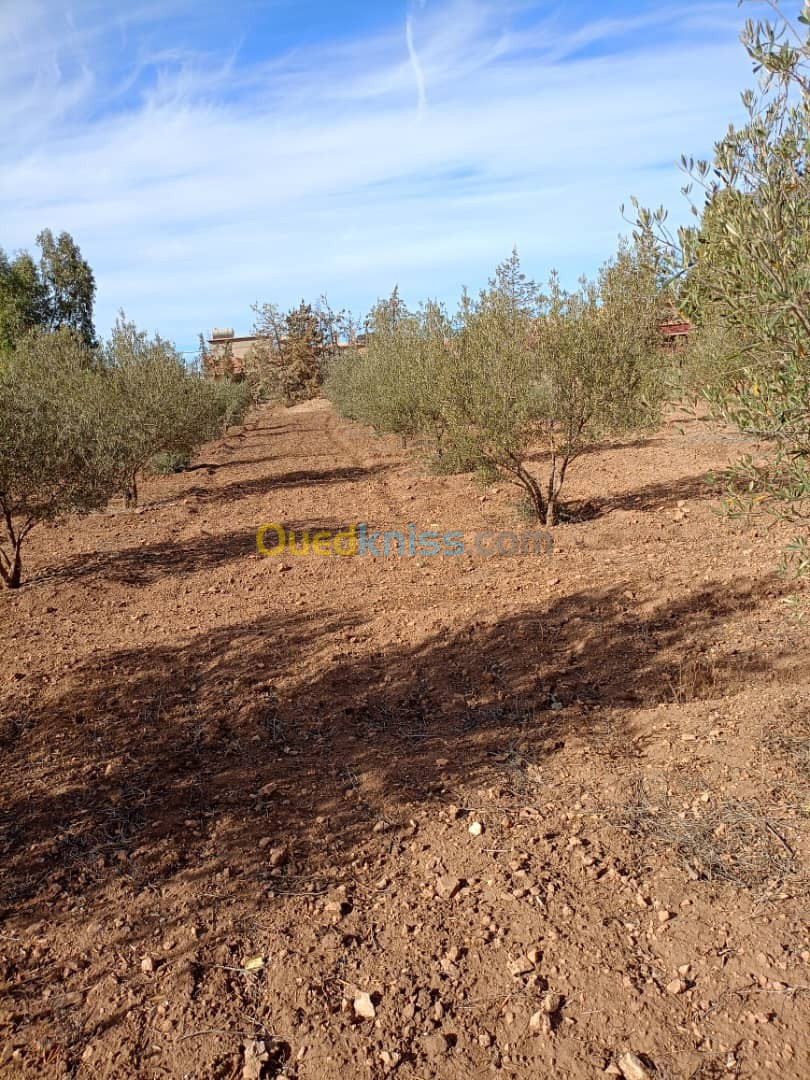 Vente Terrain Sidi Bel Abbès Amarnas