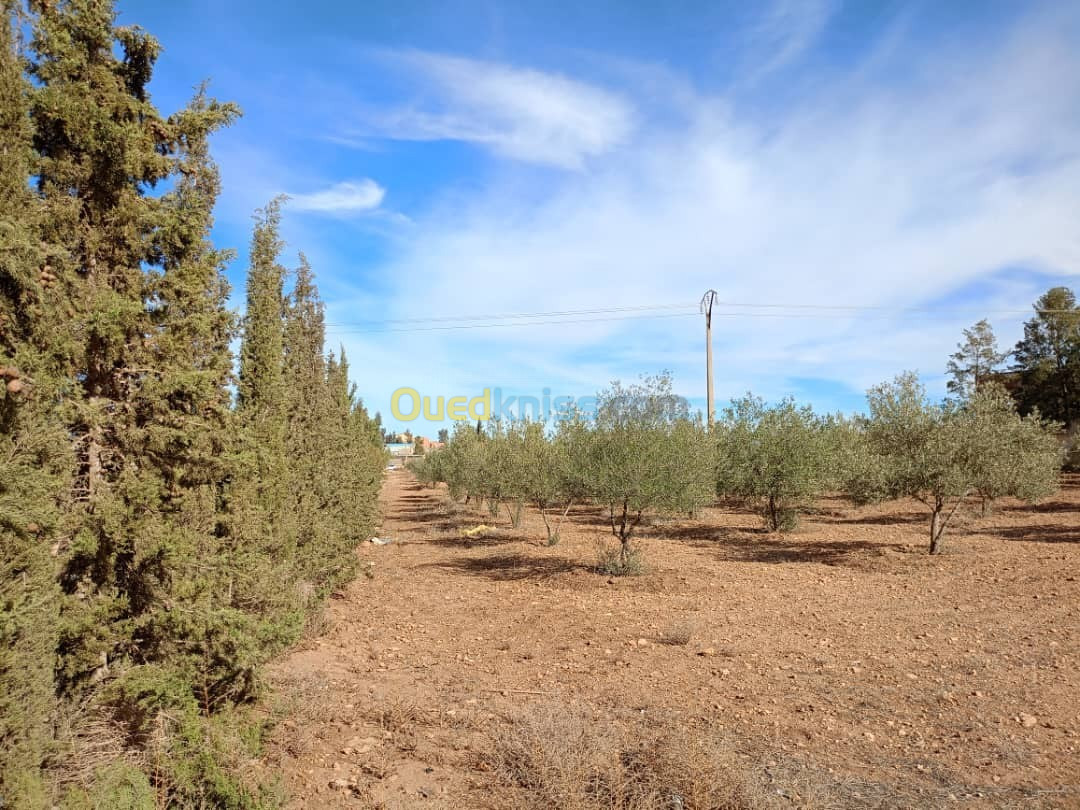 Vente Terrain Sidi Bel Abbès Amarnas