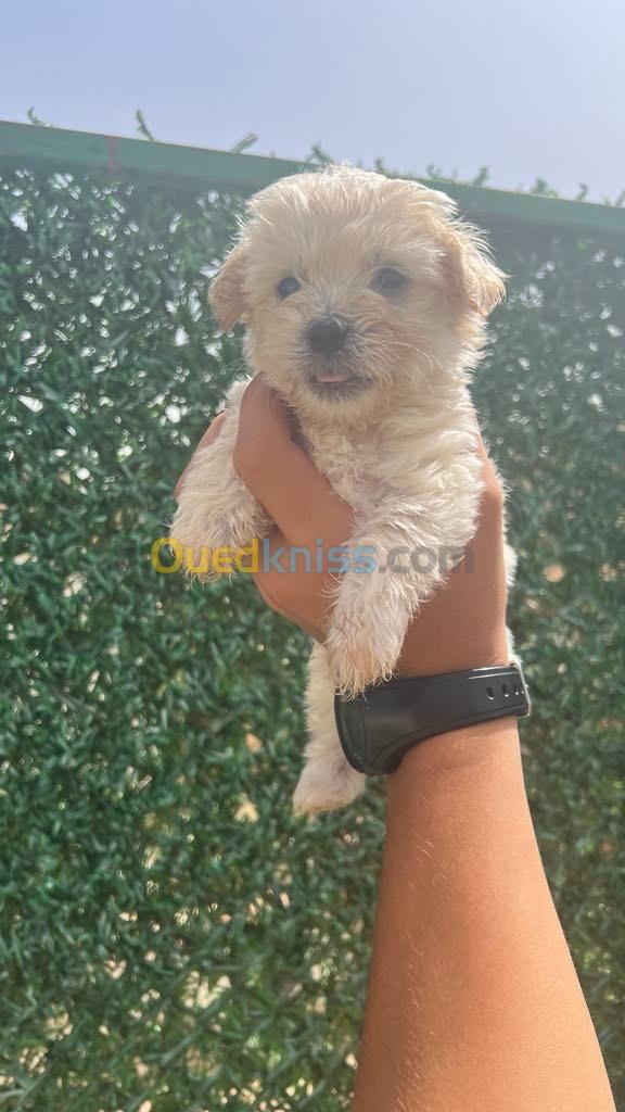 Chiot Chaniche bichon havanais 