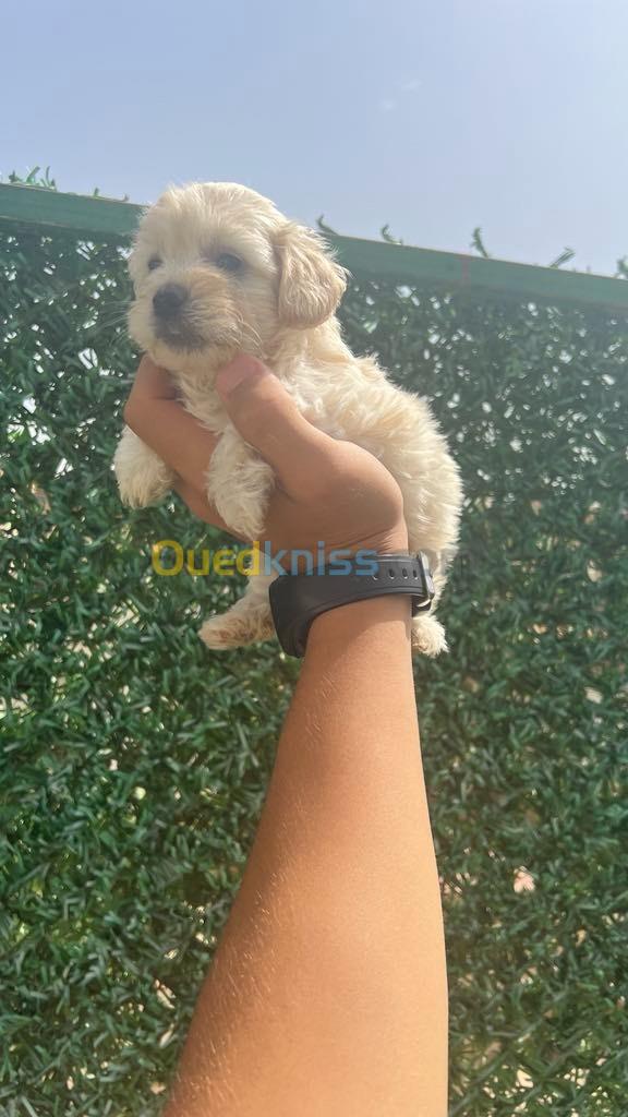 Chiot Chaniche bichon havanais 