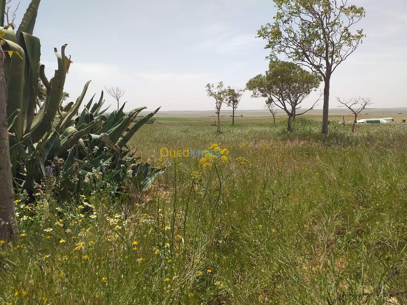 Vente Terrain Agricole Tiaret Naima