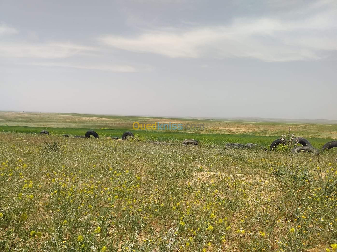 Vente Terrain Agricole Tiaret Naima