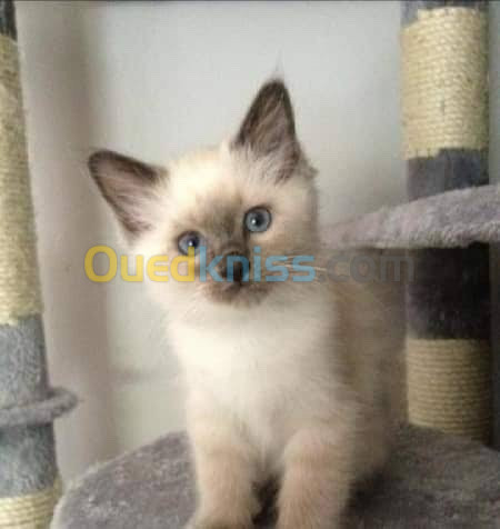 Chatons Siamois Ragdoll Poils Long